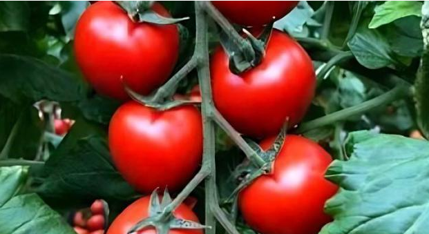 農產品配送了解大棚西紅柿應該如何防范灰霉病的發生？