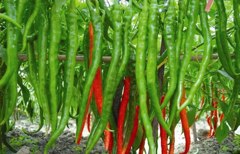 農產品配送教您辣椒種植主要防治的病害有哪些？